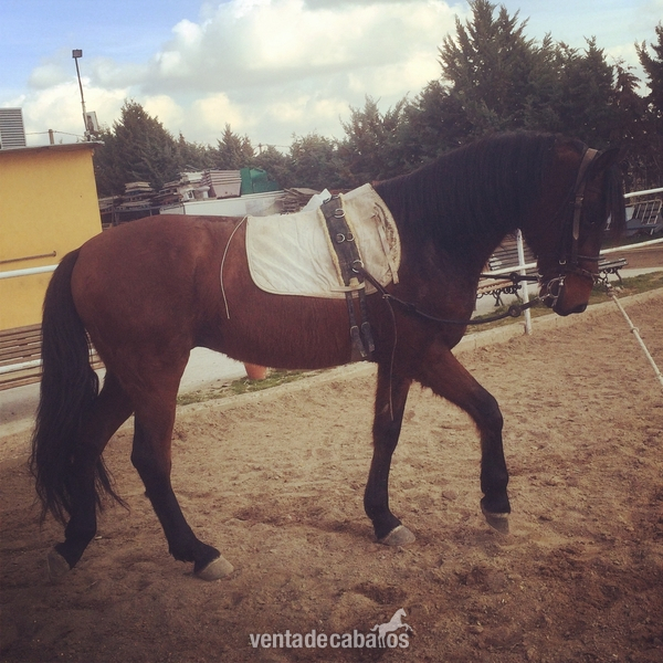 VENDO CABALLO ECONIÓMICO - Caballos Capados Cruzado
