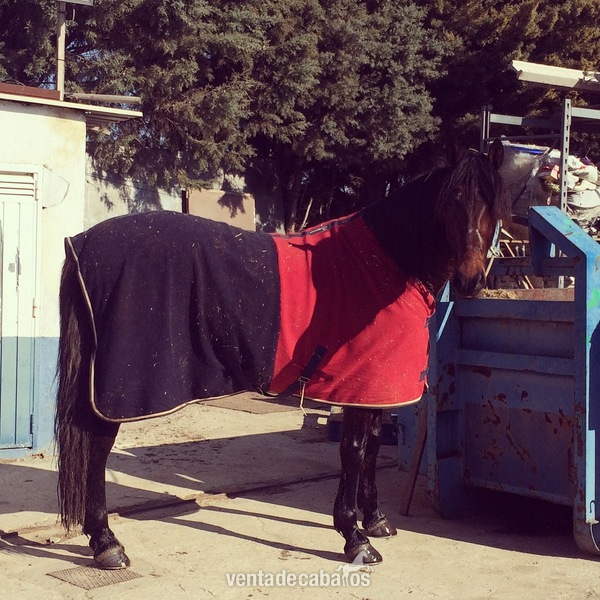 VENDO CABALLO ECONIÓMICO - Cruzado