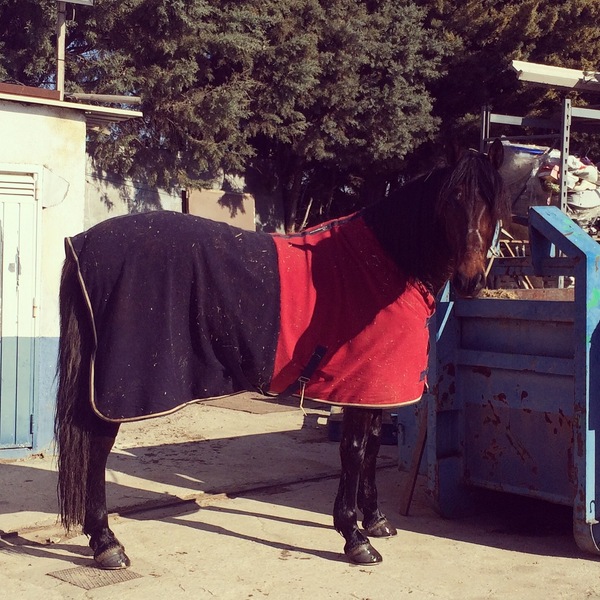 VENDO CABALLO ECONIÓMICO - Cruzado