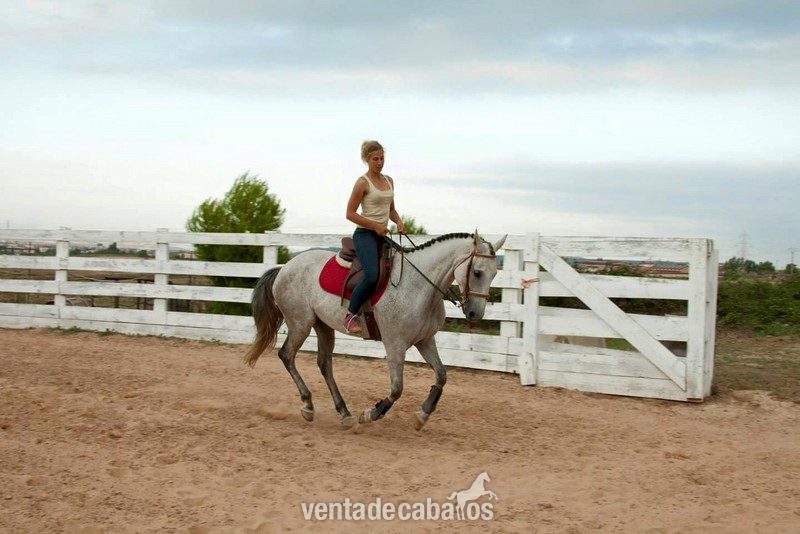 Caballo de Deporte Español (CDE)