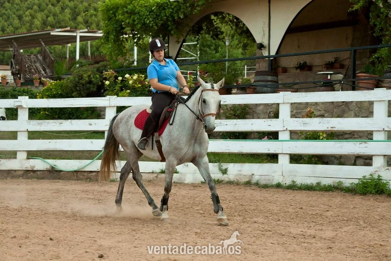 Caballo de Deporte Español (CDE) {TYPE}