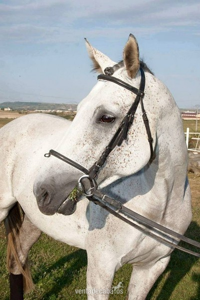 Yeguas Caballo de Deporte Español (CDE) - Yegua CDE salto y doma