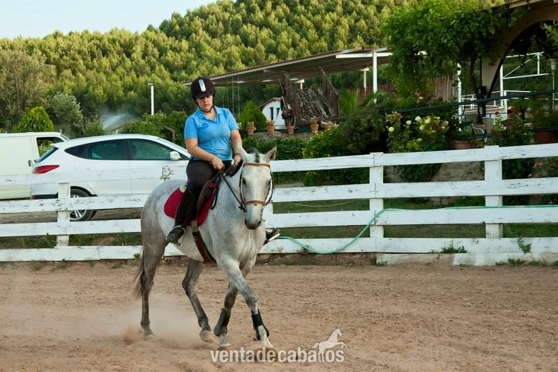 Yegua CDE salto y doma - Yeguas Caballo de Deporte Español (CDE)