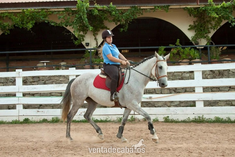 Yegua CDE salto y doma - Caballo de Deporte Español (CDE)