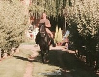 VENTA CABALLO PRE NEGRO in 
