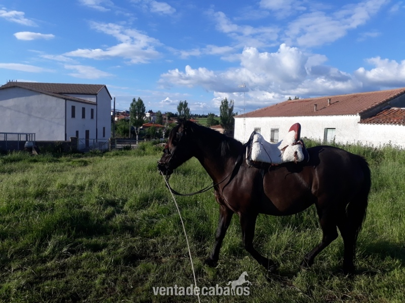 Pura Raza Española {TYPE}