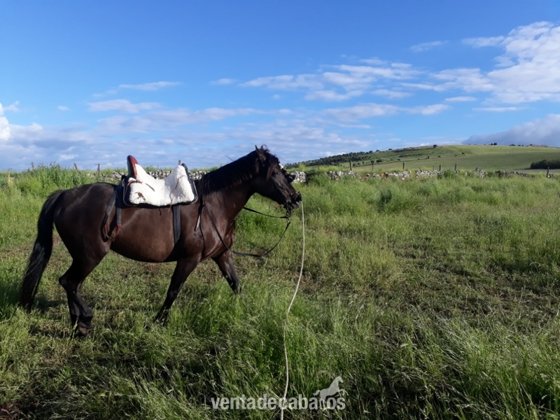 Caballos Pura Raza Española (P.R.E.) Pura Raza Española - se vende yegua PRE 