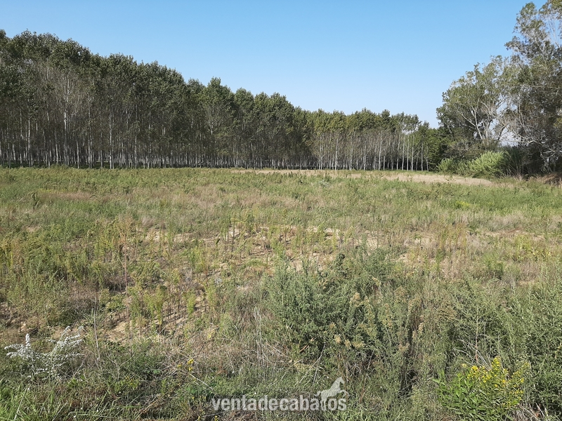 GIRONA VENDO TERRENO A PIE DE NACIONAL 2 , PARA CENTRO ECUESTRE