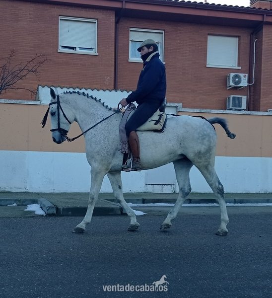 Yegua hispano árabe al 50% in 