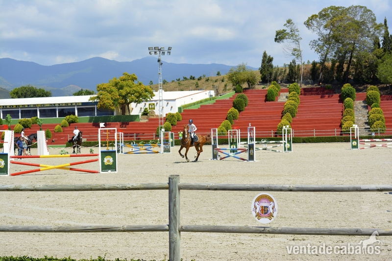 Centro Ecuestre en venta in ESTEPONA
