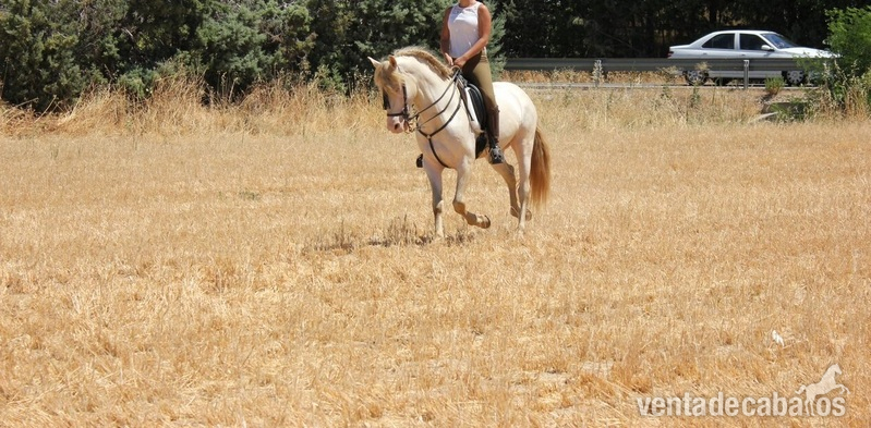 CABALLO ALBINO ENTERO in 