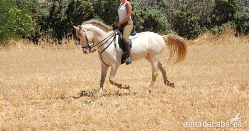Lusitano