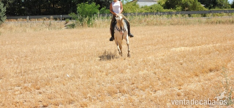 Lusitano {TYPE}