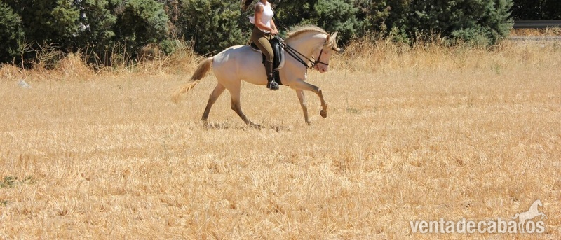 Caballos Enteros Lusitano - CABALLO ALBINO ENTERO