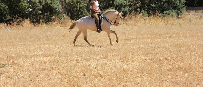 Caballos Enteros Lusitano - CABALLO ALBINO ENTERO
