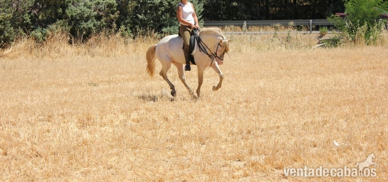 CABALLO ALBINO ENTERO - Caballos Enteros Lusitano
