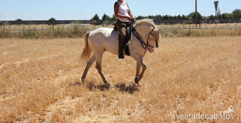 CABALLO ALBINO ENTERO - Lusitano