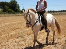 CABALLO ALBINO ENTERO