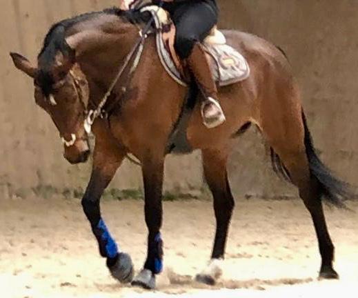 se vende yegua de Salto in 