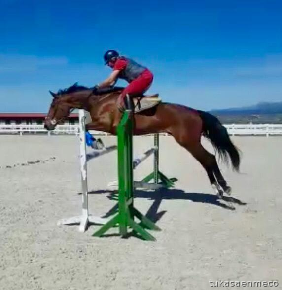 se vende yegua de Salto - Yeguas belga 
