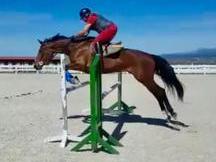 se vende yegua de Salto