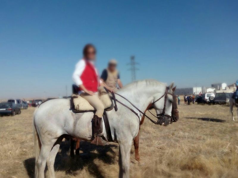 Lusitano