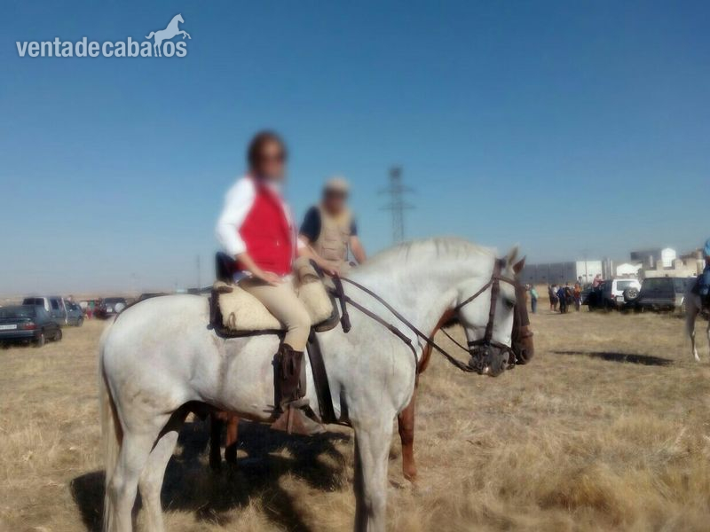 Lusitano