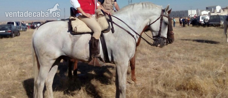 Lusitano {TYPE}