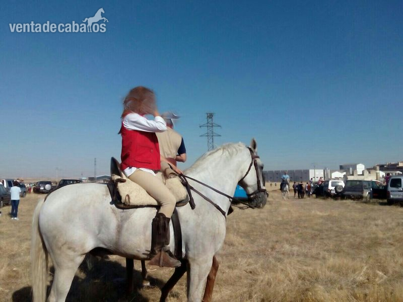 Caballos Capados Lusitano - vendo caballo lusitano