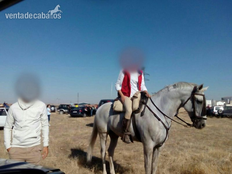 vendo caballo lusitano - Caballos Capados Lusitano