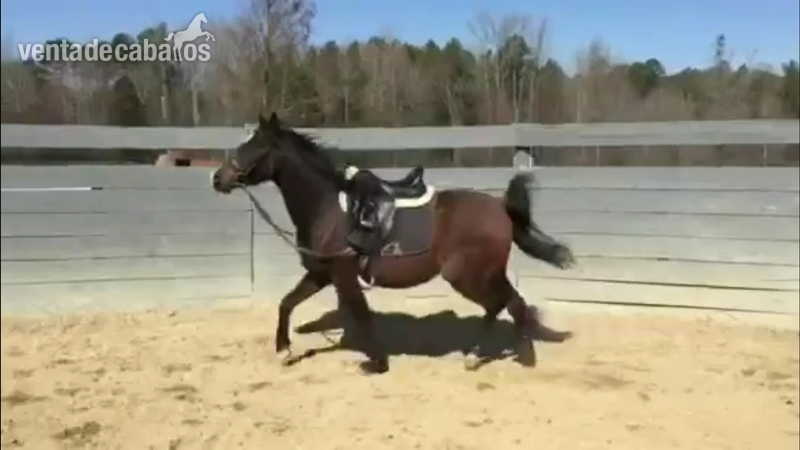  Stallion Purebred Spanish (P.R.E) Andalusian  in 