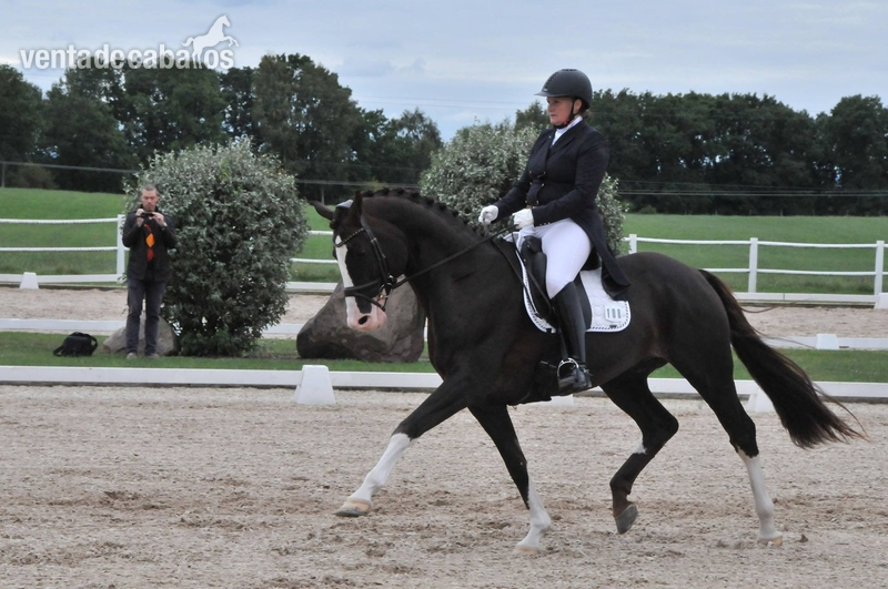 Caballo Deportivo Irlandés