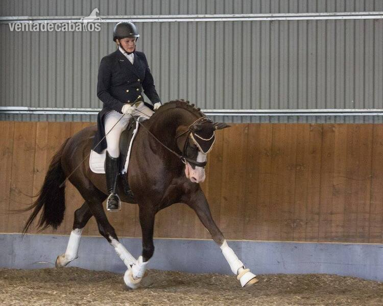 Caballo Deportivo Irlandés {TYPE}