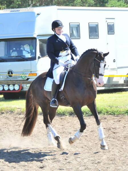 Caballos Capados Caballo Deportivo Irlandés - Super dulce castrado de 9 años con movimientos cautivadores.