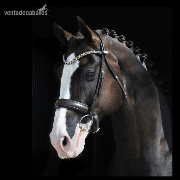 Super dulce castrado de 9 años con movimientos cautivadores. - Caballos Capados Caballo Deportivo Irlandés