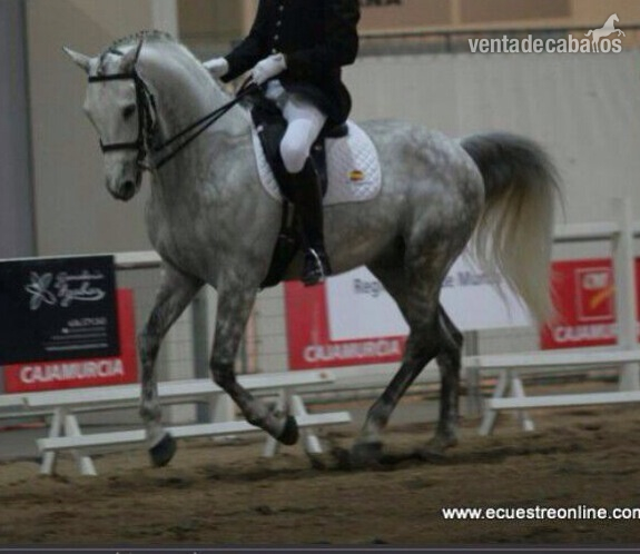 Hannoveriano {TYPE}