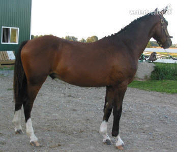 Caballos Capados Holstien - Absolutamente encantador y multi-talentoso Holsteiner castrado