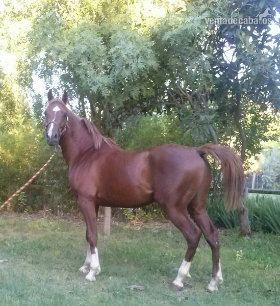 Caballo Árabe PRA in 