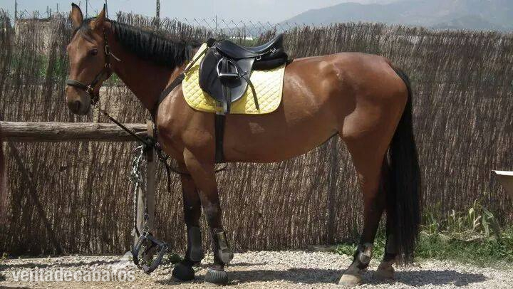 Silla mixta Don Rodrigo in 