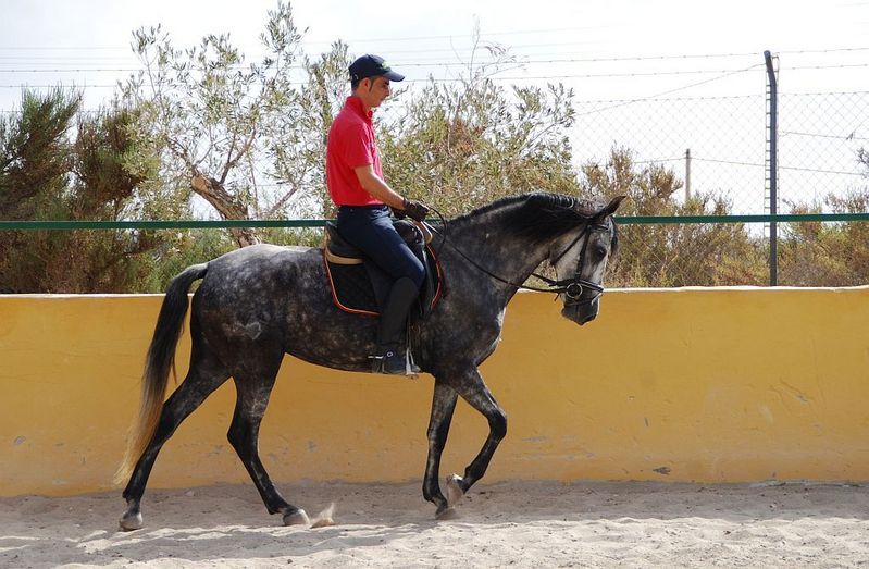 Pura Raza Española
