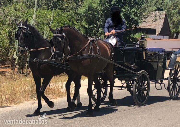 Tronco caballos capados in 
