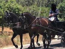 Tronco caballos capados