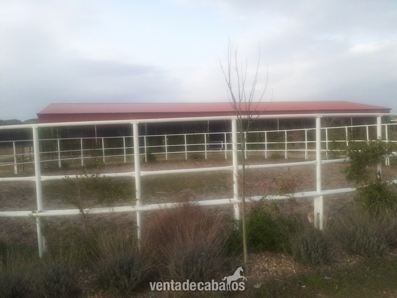 FINCA PARA CABALLOS A 15 INUTOS DE VALLADOLID - Hípicas y establos en venta in VILLANUEVA DE DUERO
