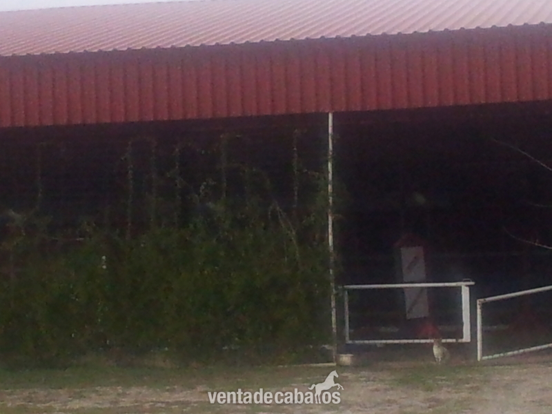 FINCA PARA CABALLOS A 15 INUTOS DE VALLADOLID - Hípicas y establos en venta