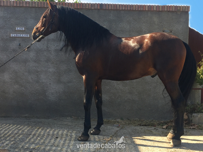 YEGUADA PASCUAL JAEN in 