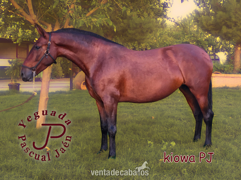 Caballos Pura Raza Española (P.R.E.) Pura Raza Española - YEGUADA PASCUAL JAEN