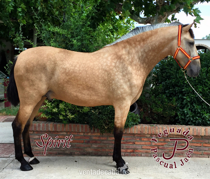 YEGUADA PASCUAL JAEN - Caballos Pura Raza Española (P.R.E.) Pura Raza Española