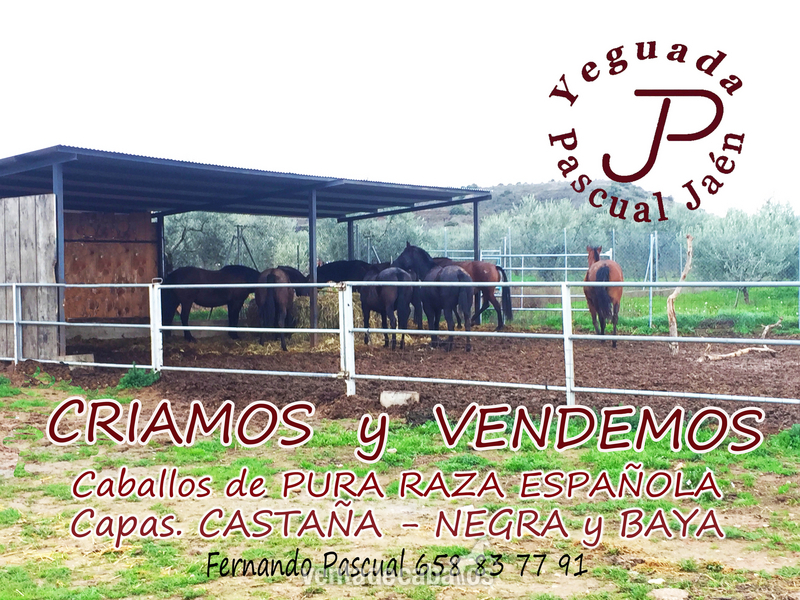 YEGUADA PASCUAL JAEN - Pura Raza Española