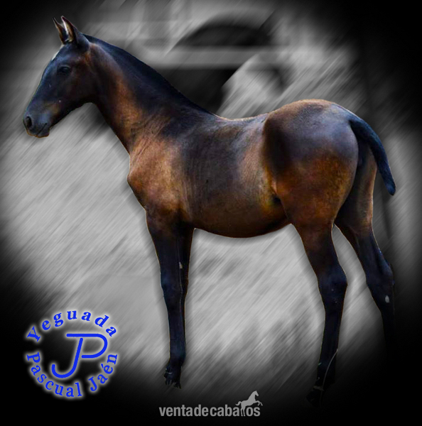 YEGUADA PASCUAL JAEN - Caballos Pura Raza Española (P.R.E.)
