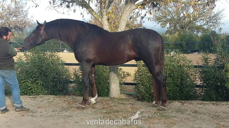 Caballos Pura Raza Española (P.R.E.) pre - alazano 172cm  con mucha clase